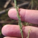 Molinia caerulea (L.) MoenchMolinia caerulea (L.) Moench