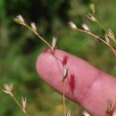 Juncus bufonius L.Juncus bufonius L.
