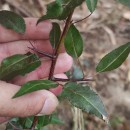 Pyrus cordata Desv.Pyrus cordata Desv.