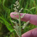 Holcus lanatus L.Holcus lanatus L.