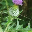 Cirsium vulgare (Savi) Ten.Cirsium vulgare (Savi) Ten.