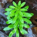 Galium aparine L.Galium aparine L.