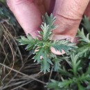 Phalacrocarpum oppositifolium (Brot.) Willk. subsp. oppositifoliumPhalacrocarpum oppositifolium (Brot.) Willk. subsp. oppositifolium