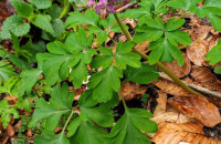 Corydalis cava (L) Schweigg. & RoerteCorydalis cava (L) Schweigg. & Roerte
