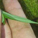 Euphorbia dulcis L.Euphorbia dulcis L.