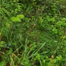 Setaria pumila (Poir.) Schult.Setaria pumila (Poir.) Schult.