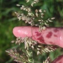 Holcus lanatus L.Holcus lanatus L.