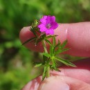 Geranium dissectum L.Geranium dissectum L.