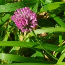 Trifolium pratense L.Trifolium pratense L.