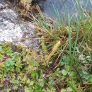 Lycopodiella inundata (L.) HolubLycopodiella inundata (L.) Holub
