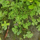 Medicago arabica (L.) Huds.Medicago arabica (L.) Huds.