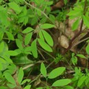 Ceratocapnos claviculata (L.) LidénCeratocapnos claviculata (L.) Lidén