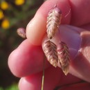 Briza maxima L.Briza maxima L.