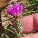 Centaurea gallaecica (M. Laínz) Arnelas & DevesaCentaurea gallaecica (M. Laínz) Arnelas & Devesa
