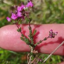 Erica umbellata L.Erica umbellata L.