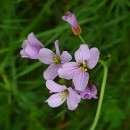 Cardamine pratensis  L.Cardamine pratensis  L.