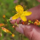 Hypericum linariifolium VahlHypericum linariifolium Vahl