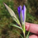 Gentiana pneumonanthe L.Gentiana pneumonanthe L.
