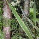 Phormium tenax J.R. Forst. & G. Forst. var. VariegatumPhormium tenax J.R. Forst. & G. Forst. var. Variegatum