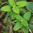 Teucrium scorodonia L.Teucrium scorodonia L.