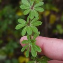 Galium mollugo L.Galium mollugo L.