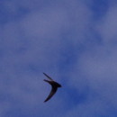 Apus apus (Linnaeus, 1758)Apus apus (Linnaeus, 1758)