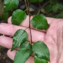 Pyrus cordata Desv.Pyrus cordata Desv.