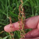 Rumex acetosa L. subsp. acetosaRumex acetosa L. subsp. acetosa