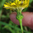 Reichardia picroides (L.) RothReichardia picroides (L.) Roth