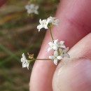 Galium album Mill.Galium album Mill.