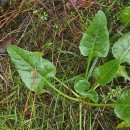 Beta maritima L.Beta maritima L.