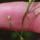 Crambe hispanica L.Crambe hispanica L.