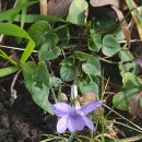 Viola riviniana Reichenb.Viola riviniana Reichenb.