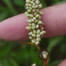 Persicaria maculosa GrayPersicaria maculosa Gray