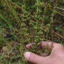 Rumex obtusifolius L.Rumex obtusifolius L.