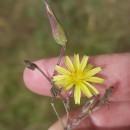 Lactuca virosa L. var. cruenta .Lactuca virosa L. var. cruenta .
