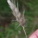 Cynosurus echinatus L.Cynosurus echinatus L.