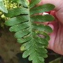 Polypodium vulgare L.Polypodium vulgare L.