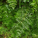 Osmunda regalis L.Osmunda regalis L.