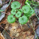 Glechoma hederacea L.Glechoma hederacea L.