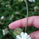 Silene latifolia Poir.Silene latifolia Poir.