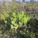 Opuntia monacantha (Willd.) Haw.Opuntia monacantha (Willd.) Haw.