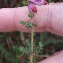 Erica ciliaris L.Erica ciliaris L.