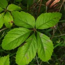 Parthenocissus quinquefolia L. Planch.Parthenocissus quinquefolia L. Planch.