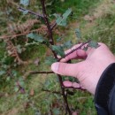 Pyrus cordata Desv.Pyrus cordata Desv.
