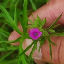 Geranium dissectum L.Geranium dissectum L.
