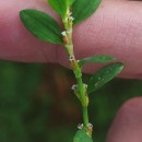 Polygonum aviculare L. subsp. rurivagum (Boreau) BerherPolygonum aviculare L. subsp. rurivagum (Boreau) Berher