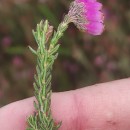 Erica tetralix L.Erica tetralix L.