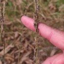 Molinia caerulea (L.) MoenchMolinia caerulea (L.) Moench