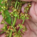 Rumex obtusifolius L.Rumex obtusifolius L.